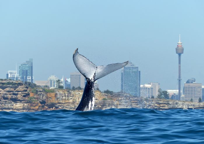 Best places to see whales this winter in Sydney